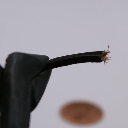 10 yard of 1/4 inch 6mm Dark Brown Genuine Leather Strap - Premium Quality Real Leather - 30 Feet Long - 1/4 Inch / 6mm Flat Strip